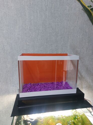 Akvariumlar: Ölçü 30×20×15

Ev və ofis üçün estetik, baxımı asan mini akvaryum — 2