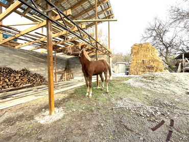 показы 1 354 72 договорная кошка даром британская короткошёрстная 1 год мальчик метис 2 позвонить написать: Продаю | Жеребенок | Для разведения