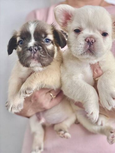 Psi: Francuski buldog štenci dugodlaki, "fluffy" veseli umiljati, stručno