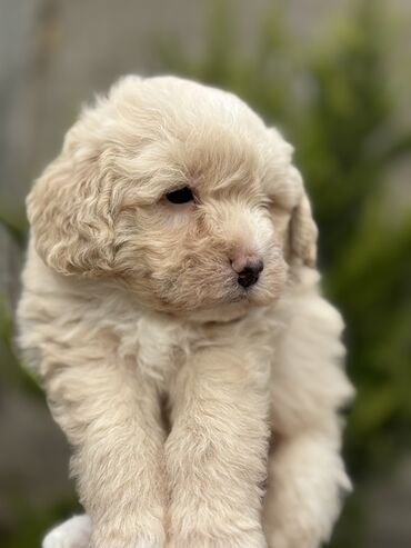 İtlər: Cins: POODLE Kiçik ölçülü, açıq krem rəngli, sıx qıvrım tüklü it — 1