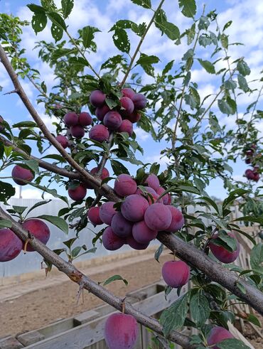 Həyət evləri və villaların satışı: 3 otaqlı, 150 kv. m, Təmirsiz — 9