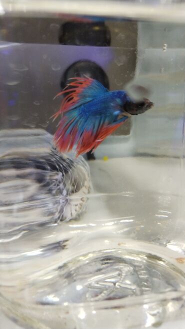 Balıqlar: Akvarium baliglarinin satiwi 🐬Ağ şəffav danio ve glofishler 0.40azn 🦈 — 10