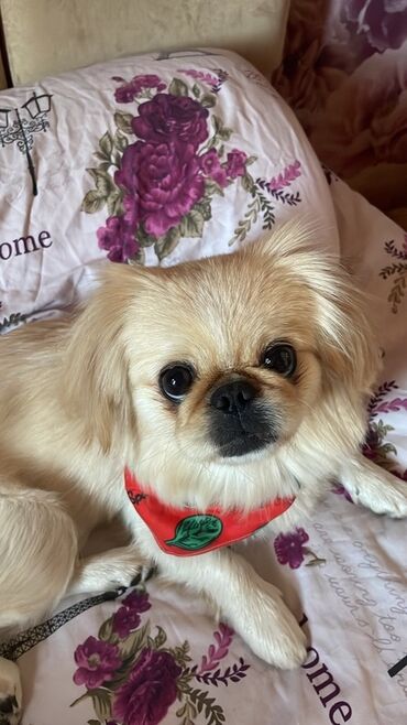 it şəkli: Pekines, 2 il, Dişi, Peyvəndli, Ödənişli çatdırılma