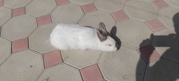 Dovşanlar: İri sort dovşanlar satilir! orta çəkili dovşanlar 15 azn, ağir çəkili -da lalafo.az — 16 Dovşanlar: İri sort dovşanlar satilir! orta çəkili dovşanlar 15 azn, ağir çəkili — 16