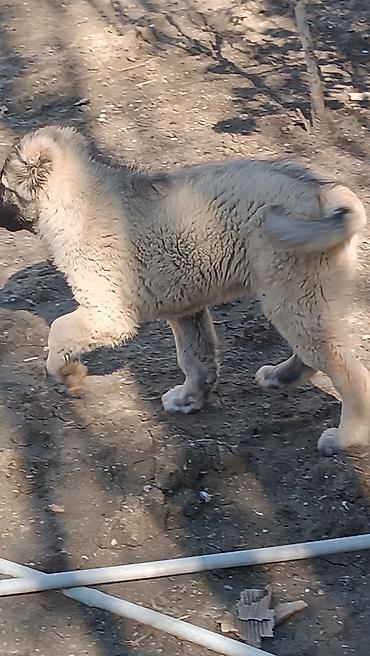 İtlər: Kanqal -da lalafo.az — 5 İtlər: Kanqal — 5