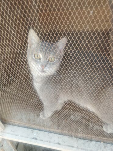 Pişiklər: Boz rəngdə ev pişikləri - Növ: ev pişiyi (qısa tüklü, boz/gümüşü rəng — 4