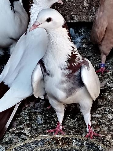 Salam erkey tutulma 15manat unan maşdaga 0516831165 vatsapda aktivdir lalafo.az -da Salam erkey tutulma 15manat unan maşdaga 0516831165 vatsapda aktivdir