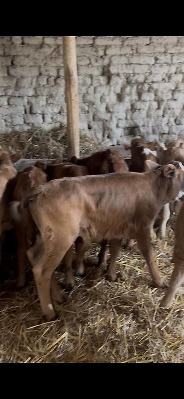 Dana, buzov: Satışda: dana balaları - Növ: yerli cins ətlik/südlük istiqamətə — 17