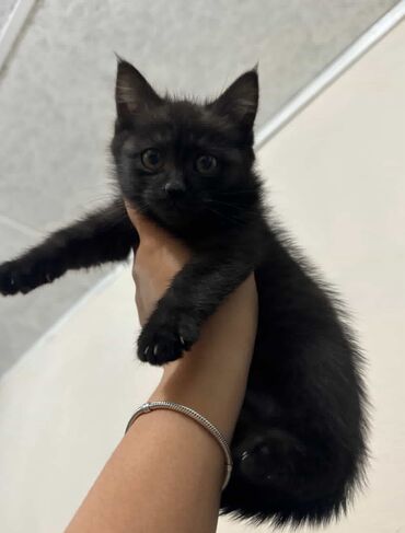 домик для котенка: Мышык бекер берилет: Породасыз, 2 айлык, Ургаачы, Курттардан тазаланган, Лотокко барууга үйрөтүлгөн