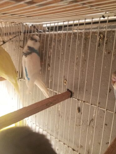 Tutuquşları: Biri 9 manat Rengbereng papuqaylar — 7