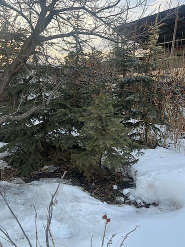 Декоративные деревья: Саженцы деревьев: Ели — 2