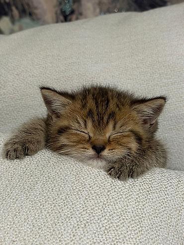 Pişiklər: Britan, Erkək, Dişi — 28