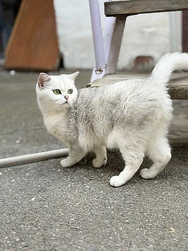 pişik cutləşdirilir: Şinşilla, Dişi, Cütləşmə üçün, Pulsuz çatdırılma — 1