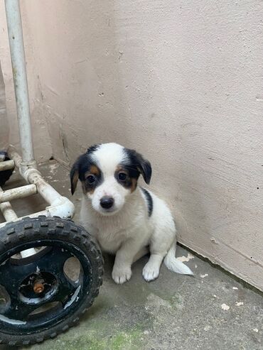 İtlər: 2 ay, Ünvandan götürmə — 2