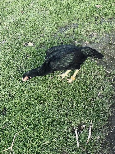 Toyuqlar: Toyuq, Damazlıq — 3