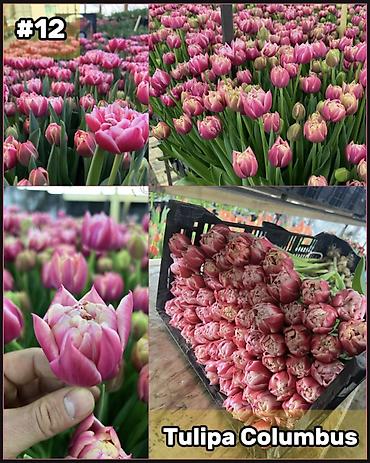 Организация мероприятий: Организация мероприятий | Букеты, флористика — 13