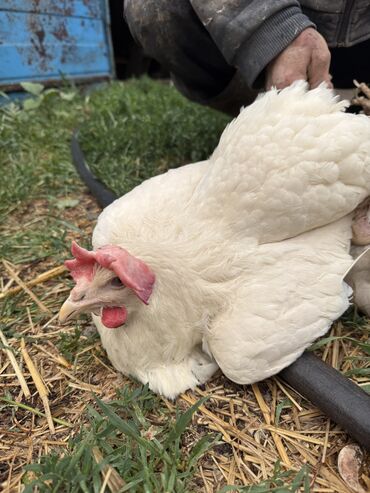 Птицы: Продаются несущие куры🥚 Возраст: 1 год🐔 Цена: 200 сом/шт Минимальный