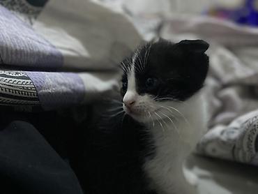 тюк беловодское: Котята, домашние. На фото — малыши окрасов:мальчик 1-месяц - — 2