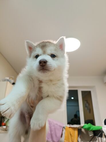 Продажа собак: Племенные щенки хаски с родословной — Kyrgyz Kennel Club. Дата — 2