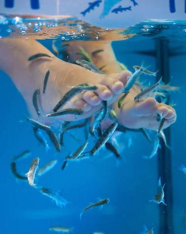 akva: Garra rufa - doctor fish adlı balıq satıram. Bu balığı digərlərindən — 3