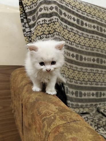 игрушки для животных: Отдаю котят в хорошие,ответственные руки.Котятам 2 месяца, к лотку — 9