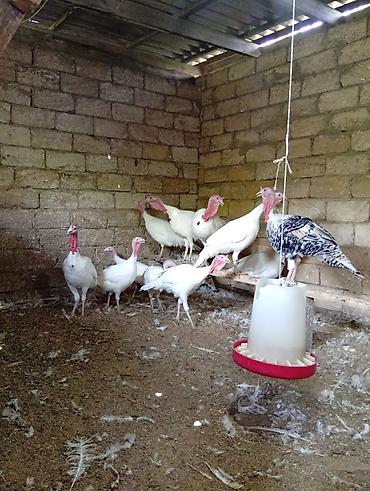 yumurta hinduşka: Məhsul: Ağ hinduşka sürüsü Təsvir: - Ağ rəngli, iri ətlik hinduşkalar — 3