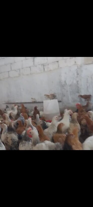 Другие аксессуары для мобильных телефонов: Tam saglam hem kesimlik hem damazllga colpalar satllr cekileri 1