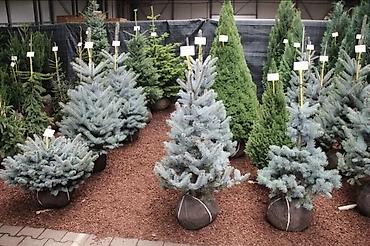 Туя: "Смарагд" туялары жана голубая ель (көк карагайлар) арзан баада — 4