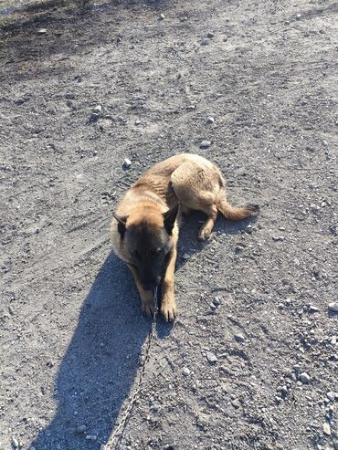 Продажа собак: Порода: бельгийская овчарка (малинуа) Самец Описание: - ОПЫТНЫЙ — 4