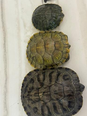 Другие с/х животные: Красноухие черепахи разные размеры - В наличии несколько особей, на — 4