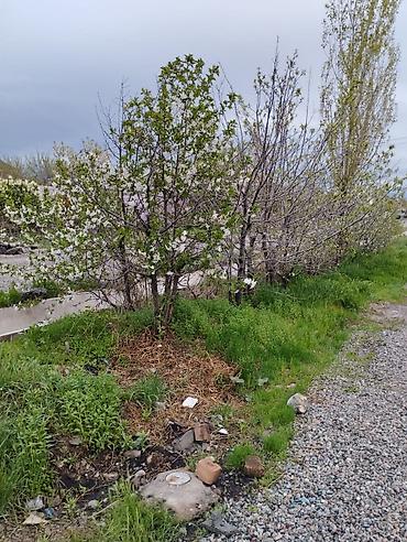 Продажа квартир: 5 и более комнат, 300 м², Евроремонт — 12