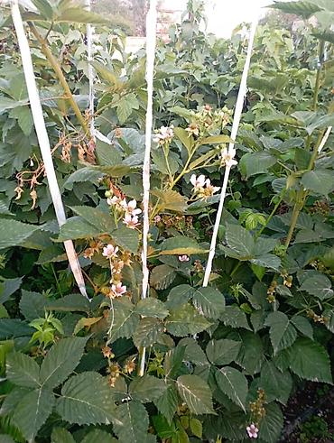 Другие услуги: Продаются саженцы 3-летки чёрной смородины Титания: урожайная — 10