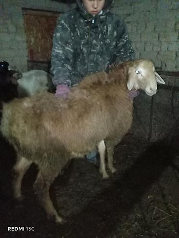 Баран, овца: Продаю | Баран (самец) | Для разведения — 4