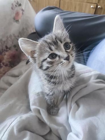 Отдам котонка в добрые руки, девочка.К лотку приучена