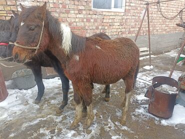 Лошади, кони: Продаю | Mare, Жеребец, Foal | Half-breed | Slaughter, Для разведения | Tribal, Inseminator