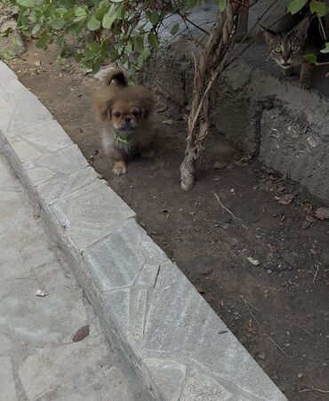 xaltalar: Pekines, 4 ay, Erkek, Peyvəndli, Ünvandan götürmə