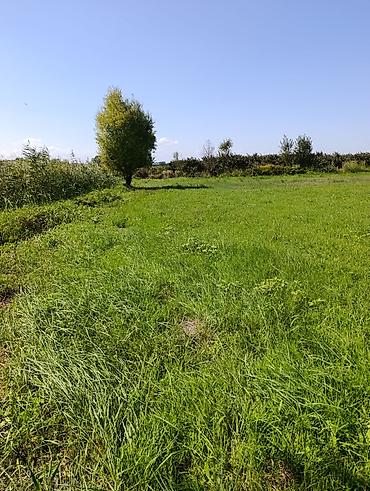 kiraye evler zabrat 1: Kənd təsərrüfatı — 2