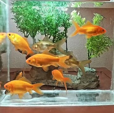 Akvariumlar: Akvarium balıqları aksesuarlar yem tor işıq — 8