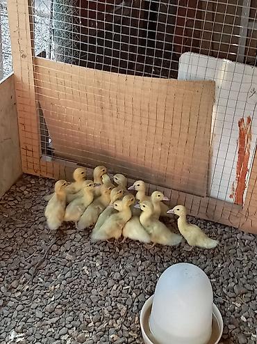 Lavanda balaları satılır lalafo.az -da Lavanda balaları satılır