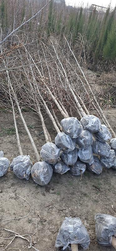 xurma agaci: Xan cinar meyve agaclatlri ekvalit agaci — 3