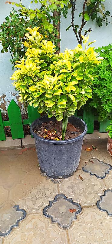 col bitkiləri: Bəzək kolu – Euonymus (qızılı-yaşıl yarpaqlı sortlar) - Saksıda — 4