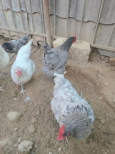 cücə və xoruz: Toyuq, Yumurtalıq — 8