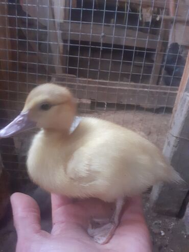 Ördəklər: Lavanda balaları – ördək cücələri Məhsul təsviri: - Şəkillərdə olan — 2