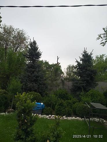 Декоративные деревья: Саженцы деревьев: Ели — 9