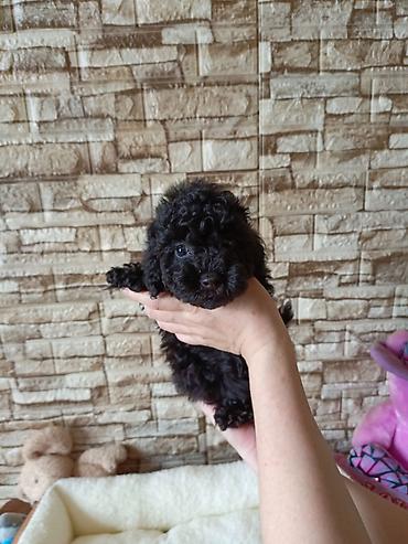 pudel ucuz: Pudel, 2 ay — 4