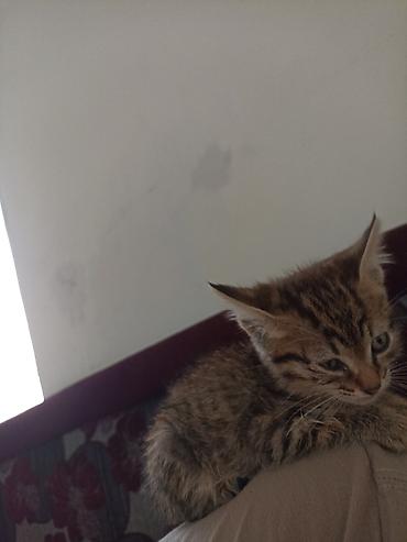 scottish fold: Котёнок тигрового окраса - Возраст: котёнок, небольшой - Окрас — 2