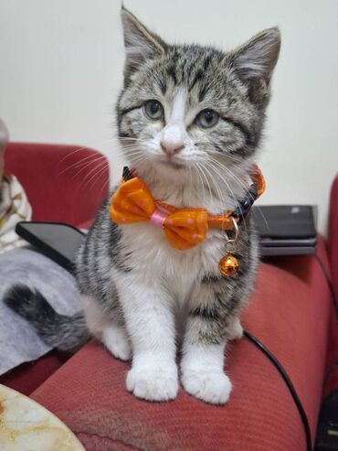 Pişiklər: Erkək — 6