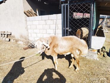овца матка: Продаю | Овца (самка), Ягненок, Баран (самец) | Арашан | Для разведения | Котные, Осеменитель, Матка