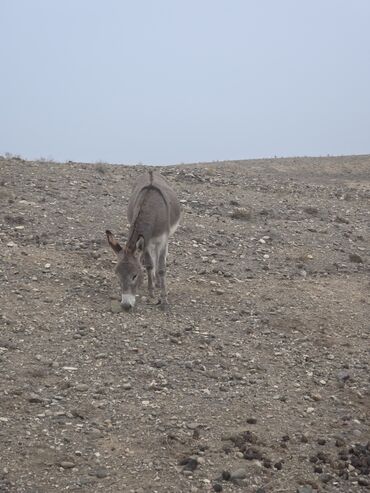 Eşşəklər: 4 erkək 2 dişi eşək satılır ən böyünün yaşı 4-dü qiyməti 550 manatdır — 7