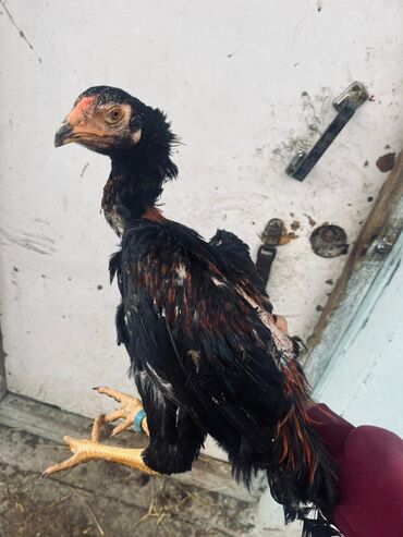 Toyuqlar: Toyuq, Damazlıq — 1